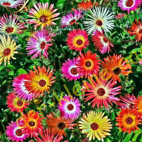 Mittagsblume mix bodendecker - mittagsblume,