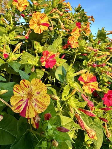Wunderblume mirabilis mix mit - mirabilis,