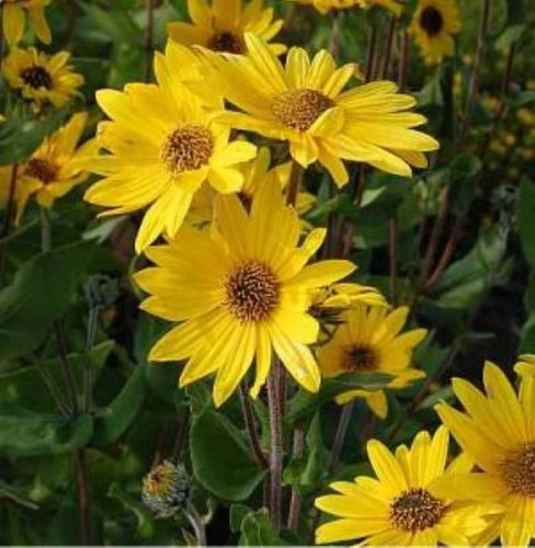 Weidenblättrige sonnenblume - weidenblättrige,