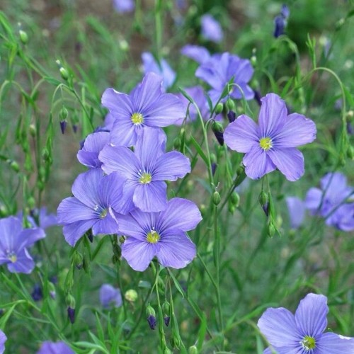 Blauer stauden lein - blauer, 100+