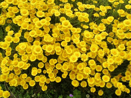 Anthemis tinctoria