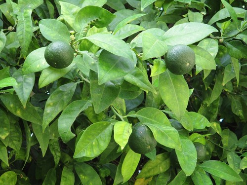 Limette schnellwüchsige - 2,