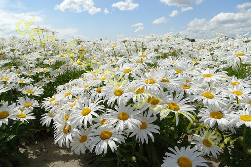 Großblumige margeriten - großblumige,