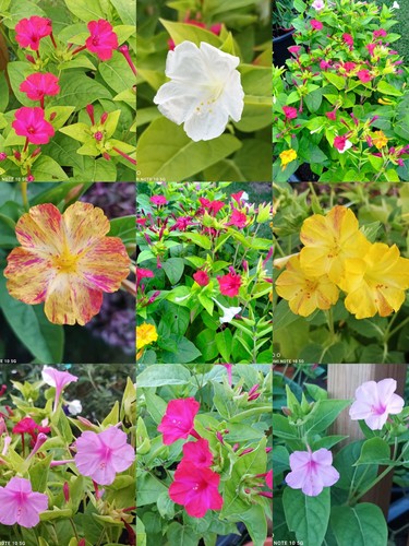 Samen wunderblume mirabilis - 50,