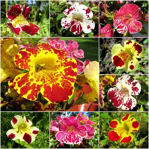1000 samen gauklerblume - samen,