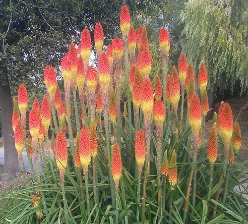 Super blumen blüten samen - blumen,