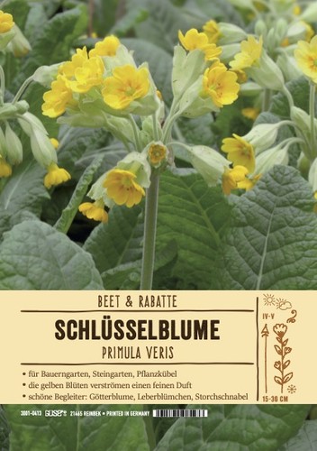 Primula veris echte - primula,