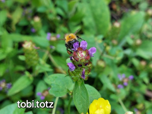Pflanzen kleine braunelle - 10,