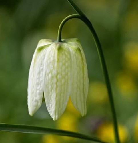 Schachbrettblume alba - schachbrettblume,