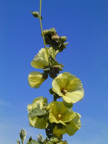 4xstock bauernrose alcea - 4xstock-bauernrose, rosea