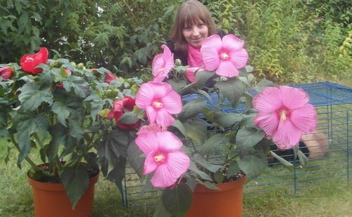 Riesen hibiskus hibiscus - riesen-hibiskus,