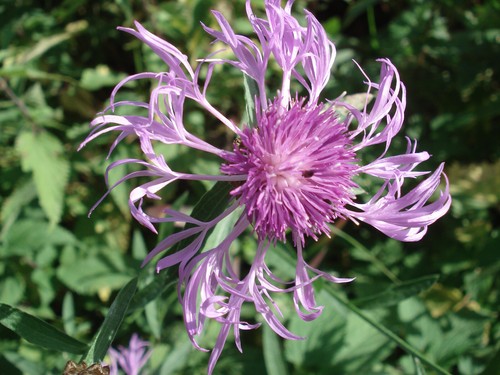 Wiesen flockenblume staude - wiesen-flockenblume,,
