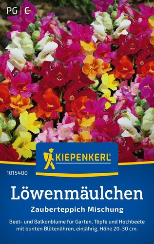 Löwenmäulchen zwerg - löwenmäulchen,