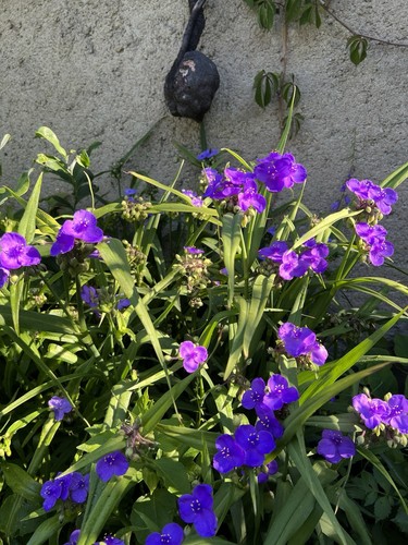 Stück dreimasterblume - +,