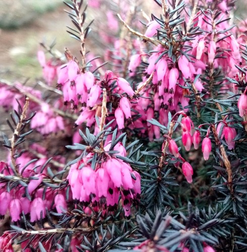 Winterblühende heide erica - winterblühende,