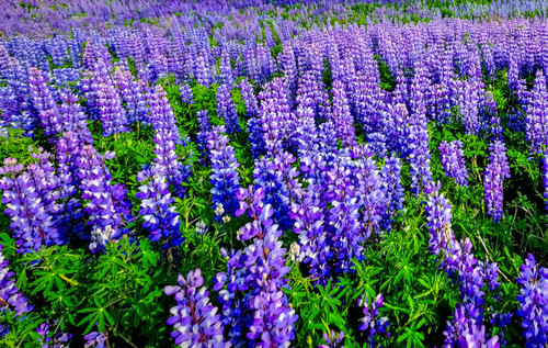 5000 samen blaue - samen,