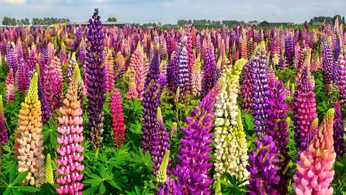 Lupinen farbenfrohe - lupinen,