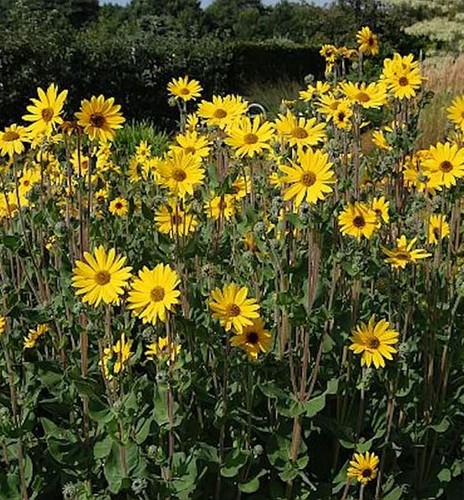 Weidenblättrige sonnenblume - weidenblättrige,