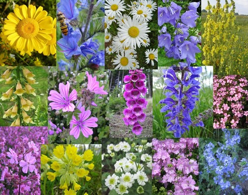 Wildblumen samen arten - wildblumen-samen,