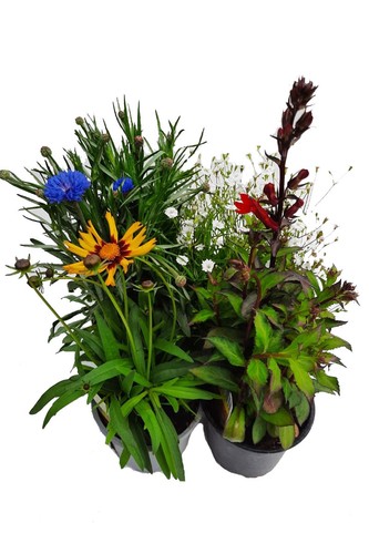 Enseleits sommerblumen bunter - sommerblumen,