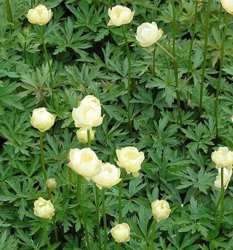Trollblume alabaster - alabaster,