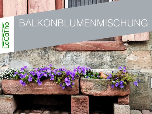 Balkon stauden mix samen - stauden,