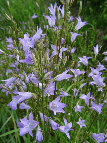 Campanula rapunculus