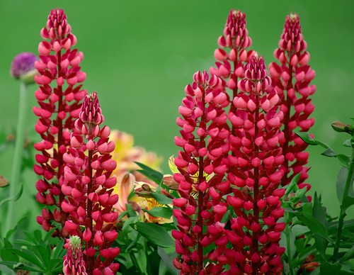 100 samen rote gartenlupine - 100,