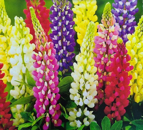 Samen lupine prachtmischung - lupine,