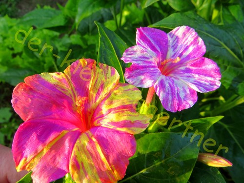 Wunderblume mirabilis mix mit - mix,