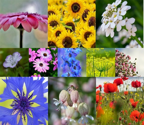 Blumenwiese samen - 50,