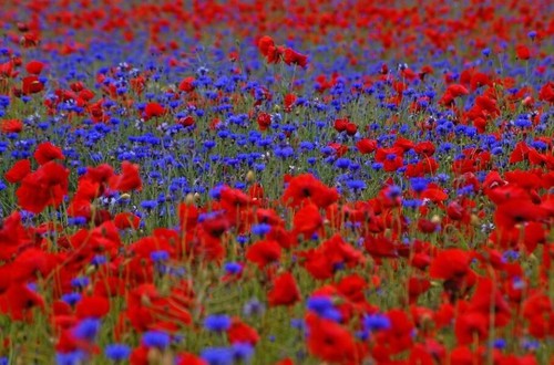 50qm mohnwiese - 50qm,