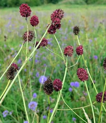 Großer wiesenknopf samen - wiesenknopf,