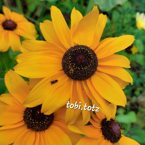 250 samen rudbeckia - samen,