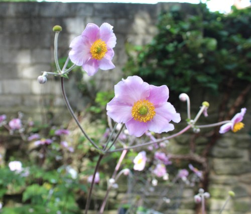 Stk herbst anemone - herbst-anemone, japonica