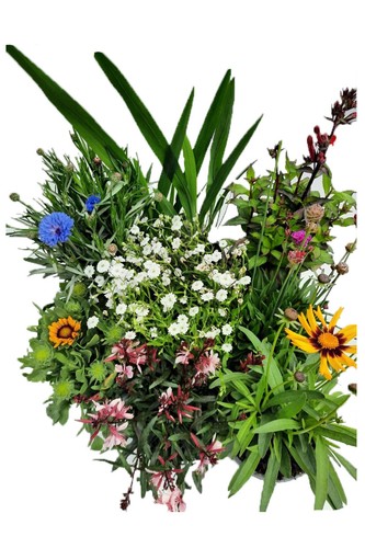 Enseleits sommerblumen bunter - enseleits,