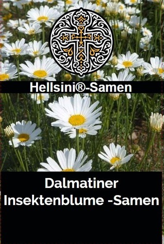 Dalmatiner insektenblume - dalmatiner,