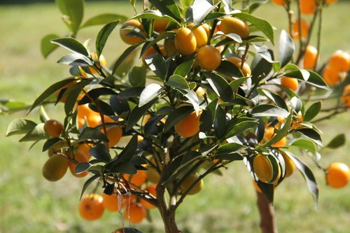 Kumquat schnellwüchsige - 2, x