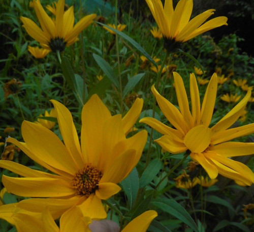 Blühfreudige sonnenblume gelb - sonnenblume,