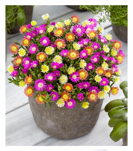 Winterharte eisblumen summer - eisblumen, "summer