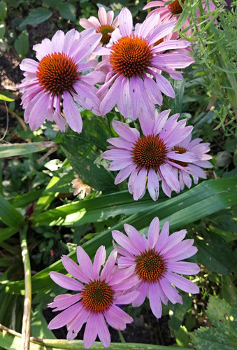 Samen rosa echinacea - ,