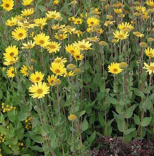 Stauden sonnenblume - stauden,