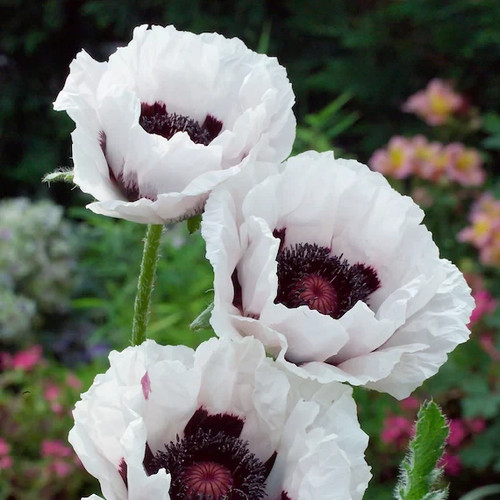 Weiß roter stauden mohn 100 - roter,