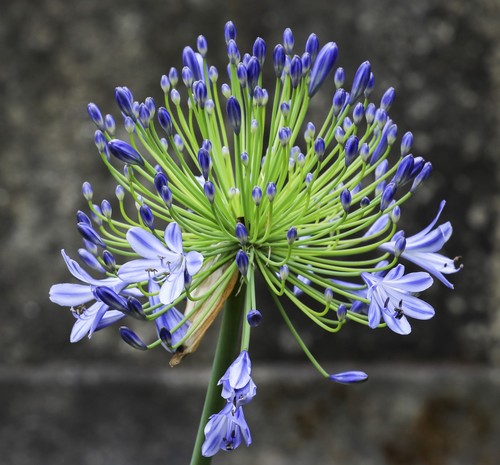 Super blumen samen gartenblume - super,