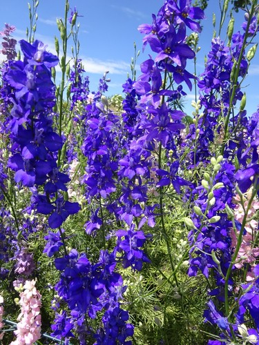 Stauden rittersporn delphinium - stauden,