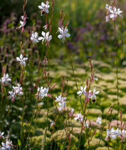 Prachtkerze samen gaura - prachtkerze, 10