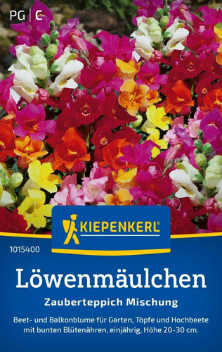 Löwenmäulchen zwerg - löwenmäulchen,