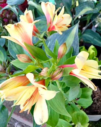 Staude inkalilie alstroemeria - staude,