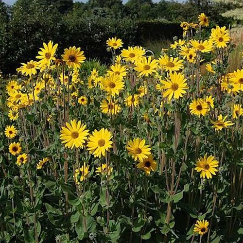 Stauden sonnenblume monarch - sonnenblume,