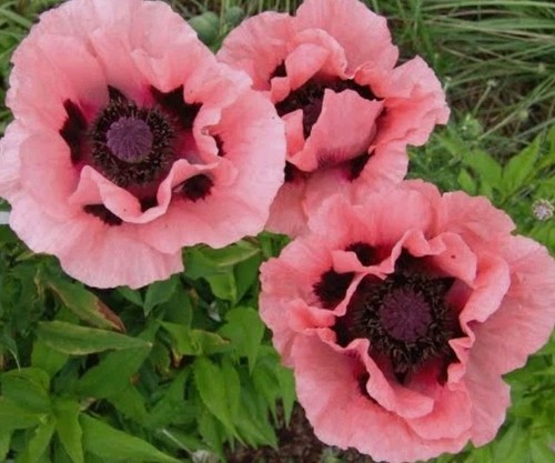 Mohn 100 samen - mohn, bio